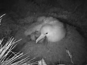 House Mice eating a live Tristan Albatross chick