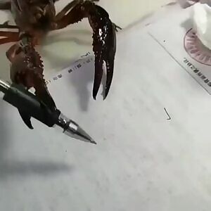 Scorpions are the first insect to understand a mathematical sequence, the world is changing, this video shows that not only humans evolve