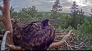 White-tailed Eagle killing a baby swan at its nest