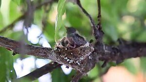 Hummingbird chick getting eaten alive by ants