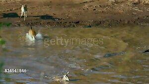 Gazelle almost makes it across the river