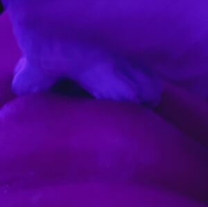 Sex Doll Creampie Cum Fantasy Toys