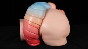 Round Butt Sex Doll