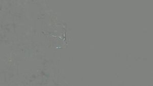 Pee Swallowing Cock Golden Shower Masturbating
