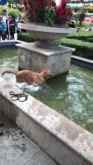 A dog who doesn't want to be eaten.