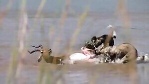 Wild dog penis taffy