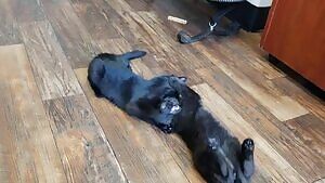 Here's a tribute I did the other day