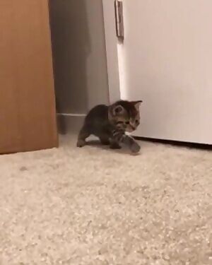 Neko