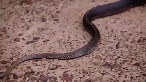 Snake regurgitates another snake, and it's still alive.