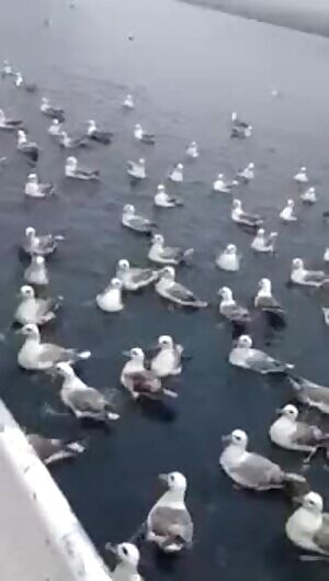 Fulmars swarm a conspecific