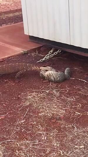Perentie thrashes a feral cat