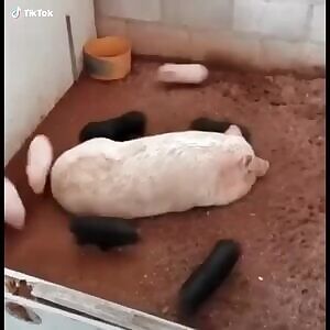 hajj