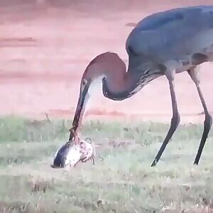 Mods are asleep, post Herons