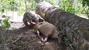 Komodo Dragon eats deer still alive, rips baby out of its womb, eats it whole
