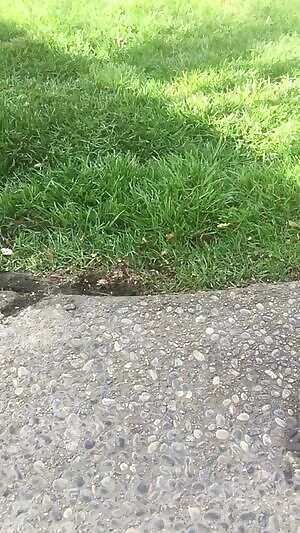 *Fantasy* You’re on a morning walk. You hear moaning behind a fence. You peek over. You see me squatting in a long blue satin nightie, seductively shifted to my thighs to expose my protruding pussy lips, sweetly spread. I’m spraying my first golden piss of the day. Do you knock or tug your cock? 😈