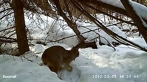 Snowshoe Hare runs right into a Canada Lynx