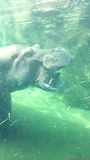 Hippo