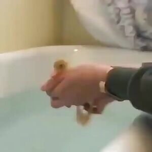 Duckling's First Swim