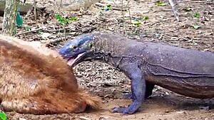 Rusa Deer attempts to stand up while getting munched on by a Komodo Dragon