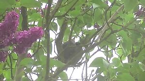 Baby starling attacked by sparrowhawk