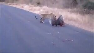 Leopard vs porcupine