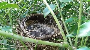 Chipmunk raiding a Robin nest
