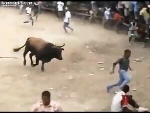 Impaled Through The Face On A Bull's Horn