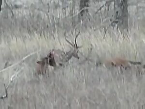 Dholes mauling prey's asshole