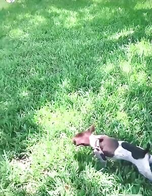 Running With Dog Slomo