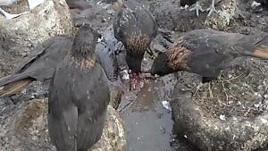 Striated Caracaras eating a live Imperial Shag