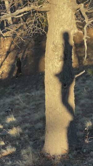 Outdoor Showcase Amateur Big Dick Cock