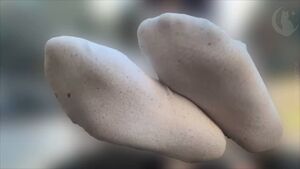 Goth Feet Ankle Socks Beta Betaslave