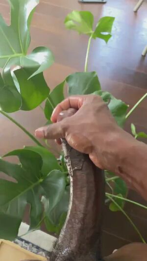 Gay Age Gap BBC Big Dick