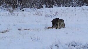 A pair of wolves eat deer alive