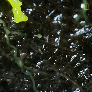 Fungi and slime mold Timelapse