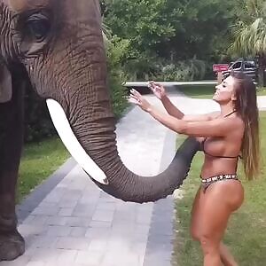 Horny elephant