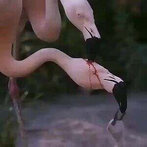 Parent flamingos produce crop milk to feed young ones