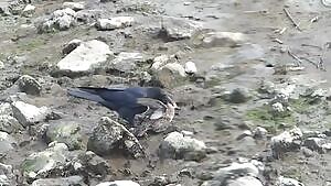 Large-billed Crow ripping chunks out of a live duck