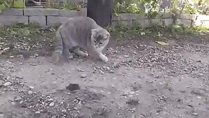 that cat's gonna get that mooOOAAHH, HOLY SHIT