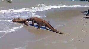 Komodo dragon draws a fountain of pus from a deer's neck and then slices up its crotch