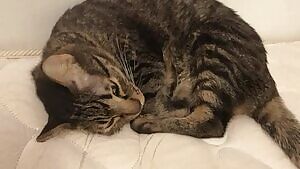 I love to let hi uck my face. Am I doing a good job? .