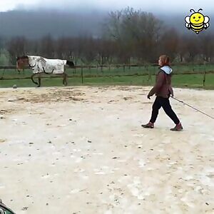 Aston the grass pupper shows off his jumping skills