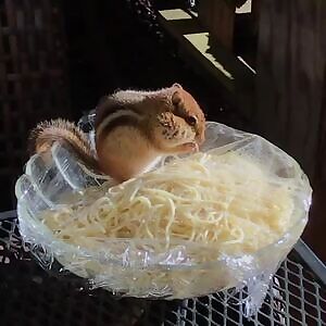 Fat fuck stealing spaghetti